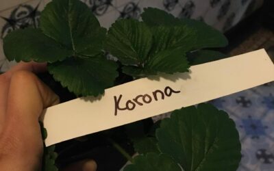 Mein Jahresrückblick 2020 – auch langsam kommt man zum Ziel