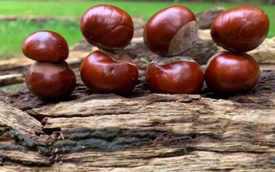 Waschmittel aus Kastanien selber machen