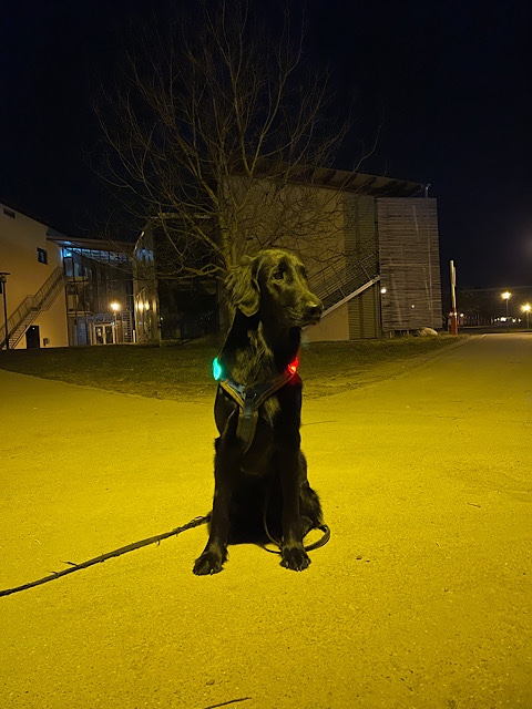 Hund mit Beleuchtung