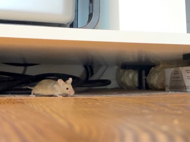 Maus in Küche