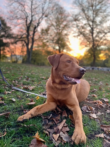 Hund im Park in Abendsonne