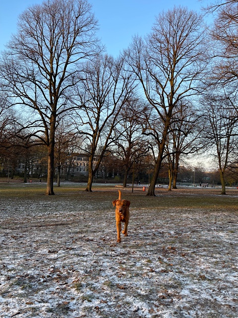 Hund im Park