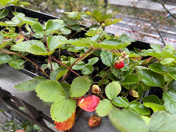 Herbst-Erdbeeren