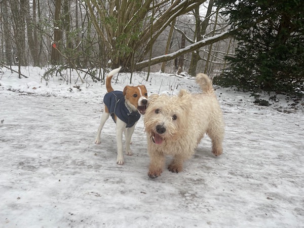 zwei Hunde im Schnee