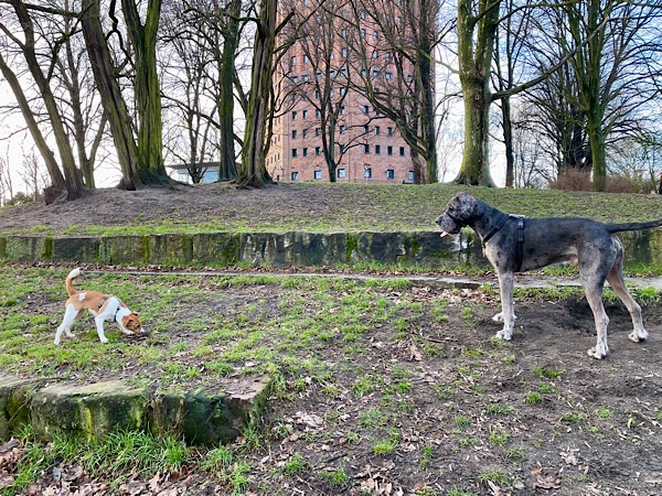 Hunde im Park