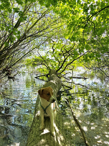 Hund auf im Wasser liegenden Baumstamm