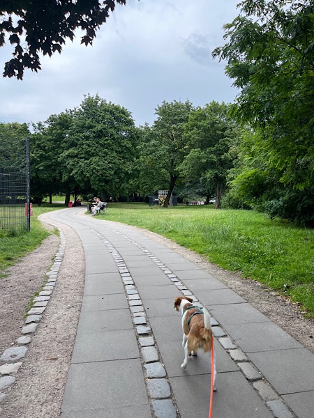 Hund auf Weg