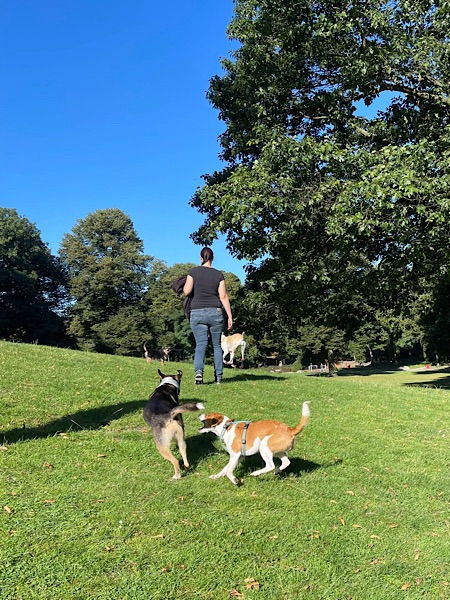 Hunde im Park