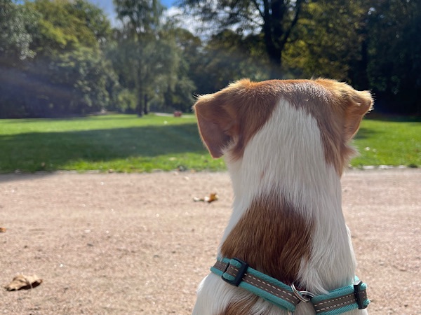 Hund im Park