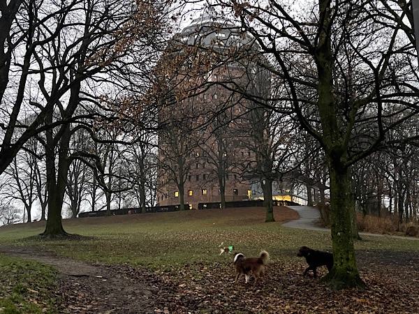 Hunde im Park