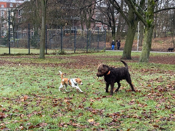 Hunde auf Wiese