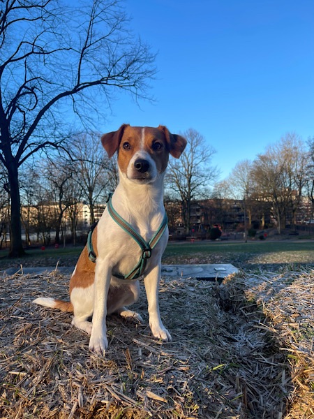 Hund auf Strohballen