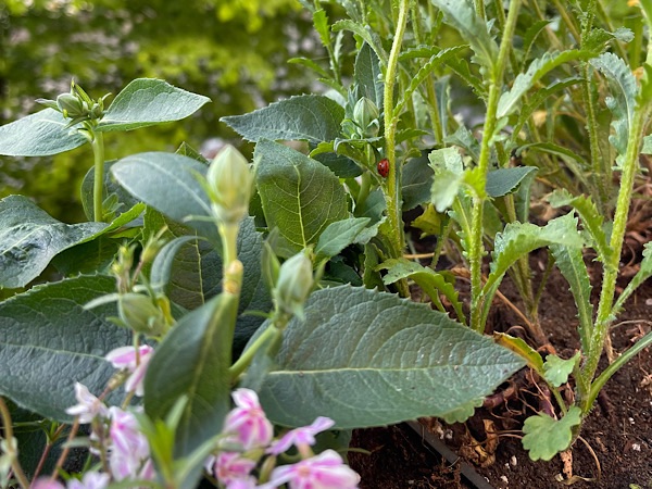Balkonblumen mit Marienkäfer