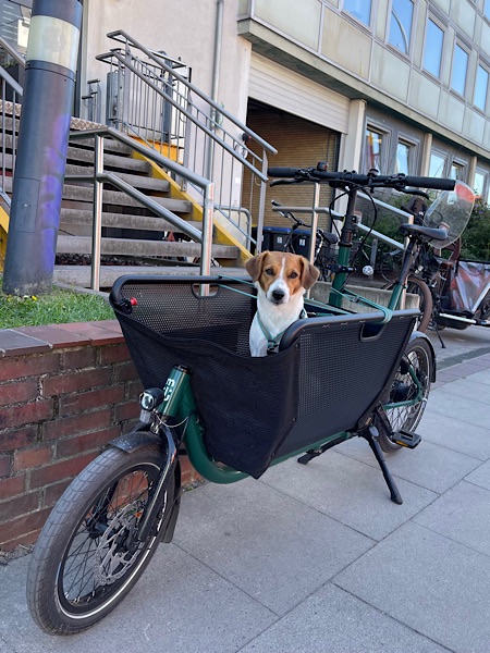Hund Lotte im Transportkorb des Lastenrads Modell Muli