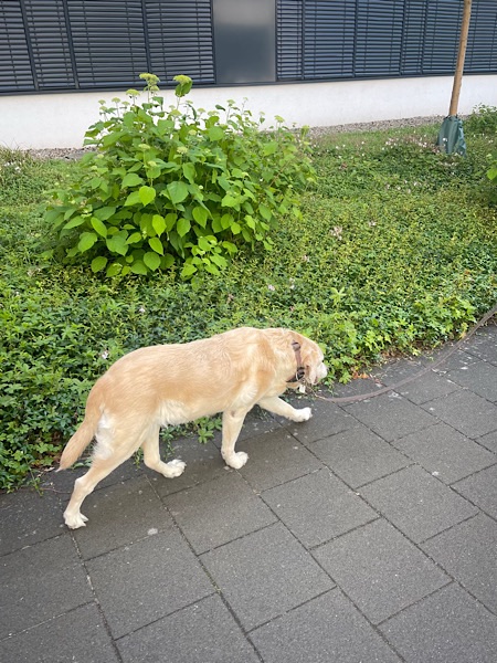 Beigefarbener Labrador von schräg hinten