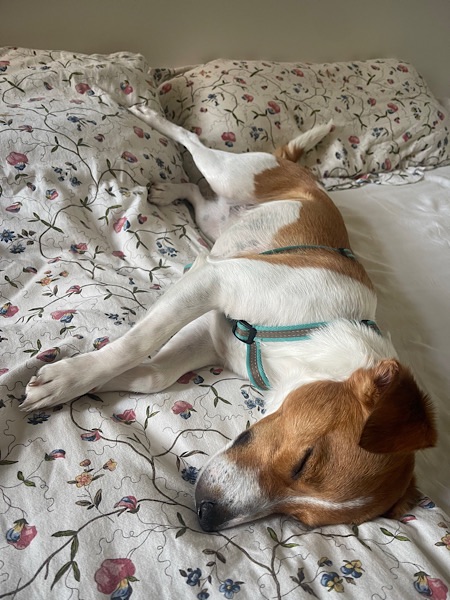 Hund Lotte liegt auf geblümter Bettwäsche