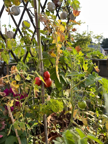 3 rote Tomaten an Tomatenpflanze auf Balkon