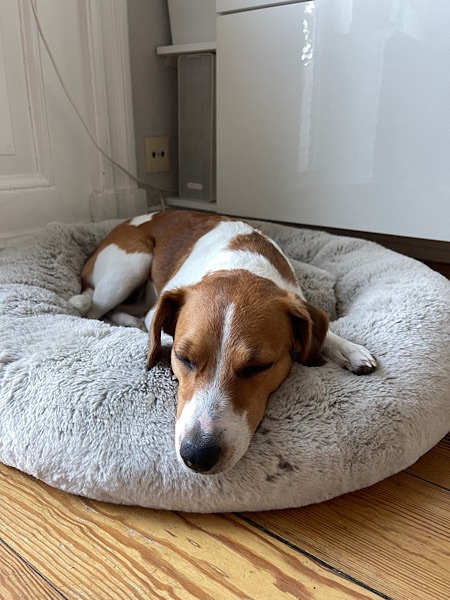 Hund Lotte schläft in weichem Hunde-Donut