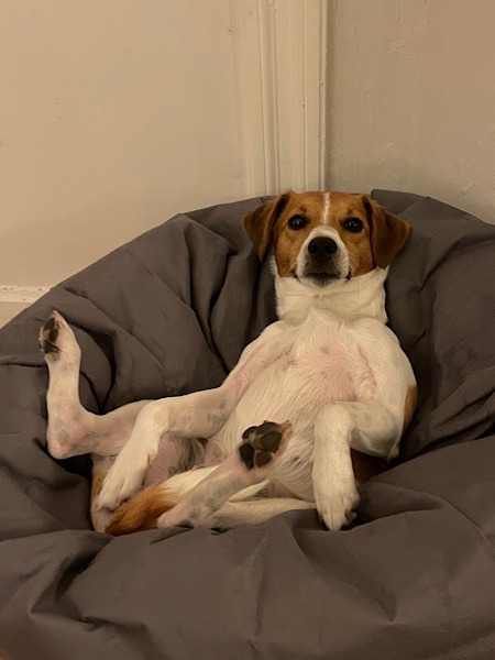 Lotte entspannt im Sitzsack
