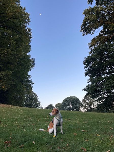 Hund Lotte sitzt im Park auf der Wiese. Links oben ist am blauen Himmel noch der Vollmond zu sehen.