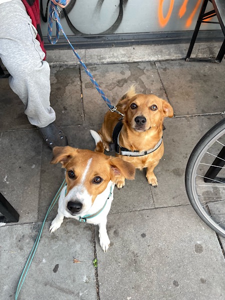 Die Geschwisterhunde Lotte und Lucky schauen in die Kamera.