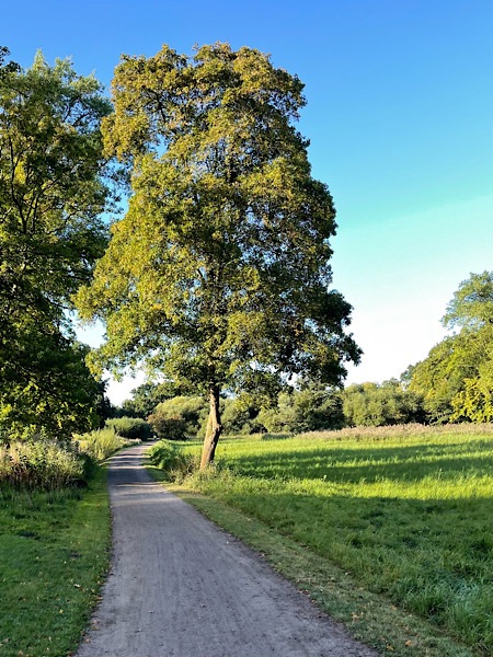 Weg im Jenischpark