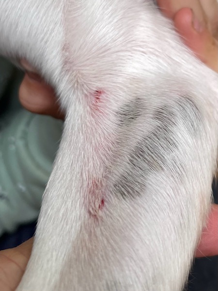 Bissverletzung an Hundebein
