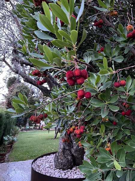 Erdbeerbaum mit Früchten