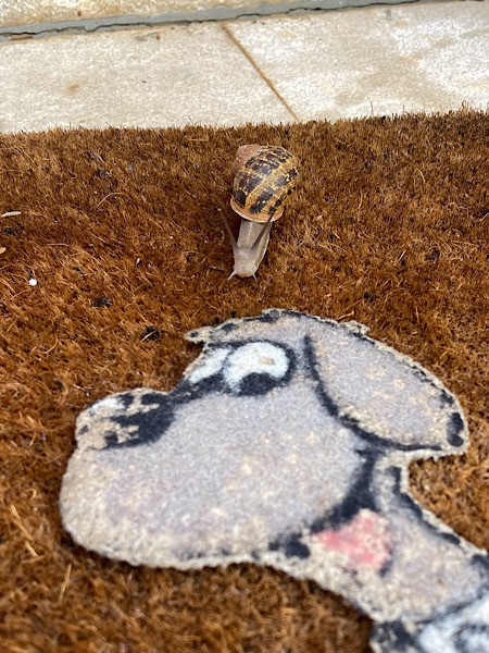 Schnecke mit Schneckenhaus auf Fußmatte.