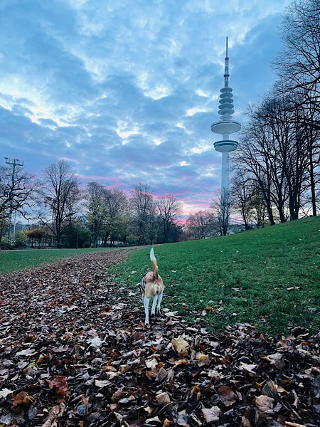 braun-weißer Hund von hinten im Laub auf einer Wiese vor dem Hamburger Fernsehturm