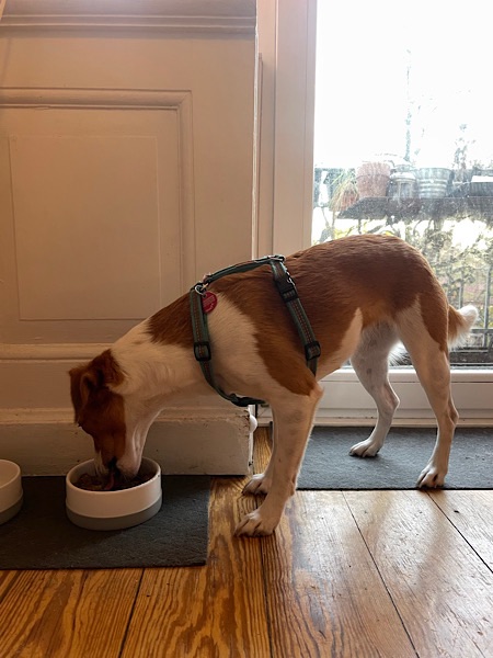 braun-weißer Hund frisst aus einem weißen Porzellannapf