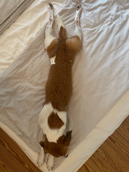 Langestreckter, liegender braunweißer Hund.