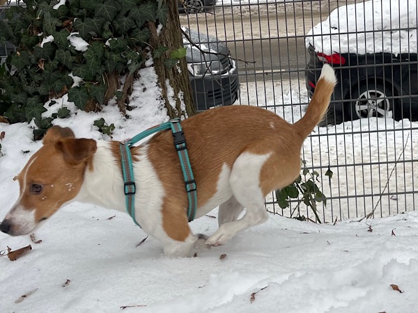 Im Schnee rennender braunweißer Hund