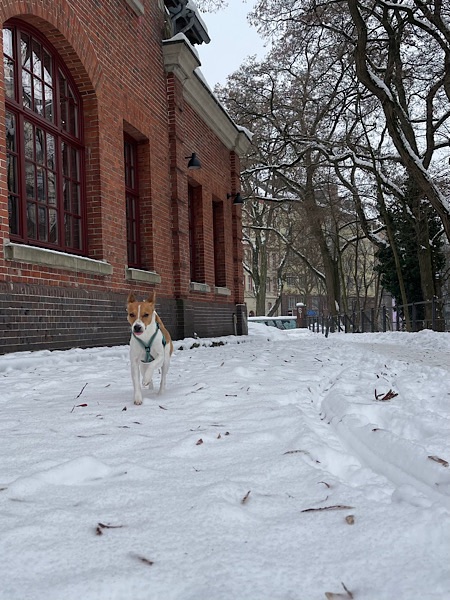 Hund in Schnee vor Gebäude