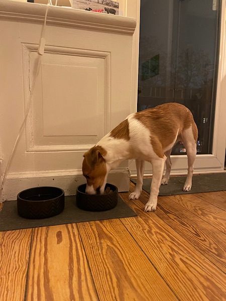 Braun-weißer Hund frisst aus schwarzem Napf